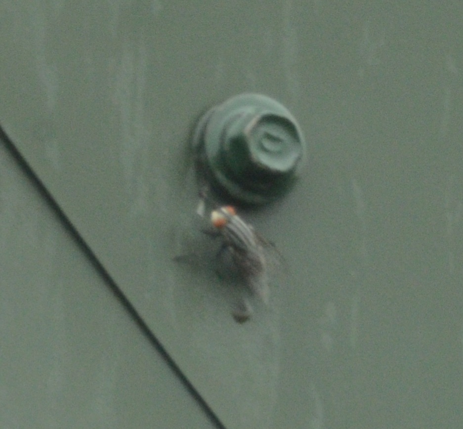 A single fly resting on a bolt on the chimney cowl
